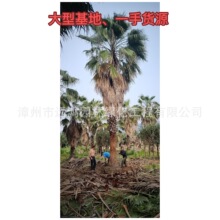 500亩华棕老人葵华盛顿棕榈基地报价 一手货源 专业技术指导