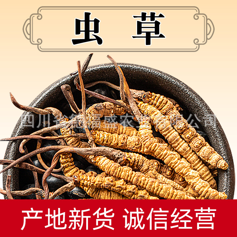 批发西藏那曲虫草 冬虫夏草批发 青海玉树虫草可自选礼盒珍品天然