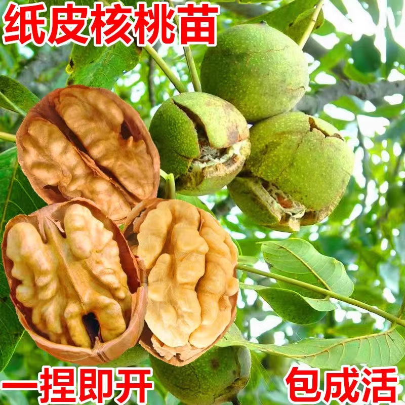 核桃苗嫁接核桃树苗薄皮盆栽地栽当年接果 南北方种植庭院果树苗