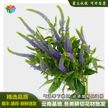 ��β����ϻ���ֱ�l��β�ݻ�ˇ�����仨����`�ӻ��ĳ����r��؛Դ