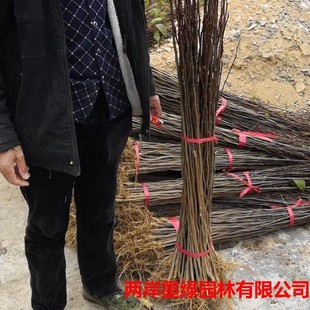 ���l ����С�� ���س��� ���٘��� 1�׶����� �r��