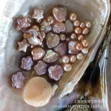 诸暨批发异形蚌星星爱心四叶草蚌纽扣蚌巴洛克鲜活河蚌活体珍珠蚌
