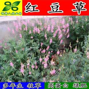 �t���ݷN�� �Hʳ��������� ������@�G�ʹ̵� ���^���� ��Դֲ��