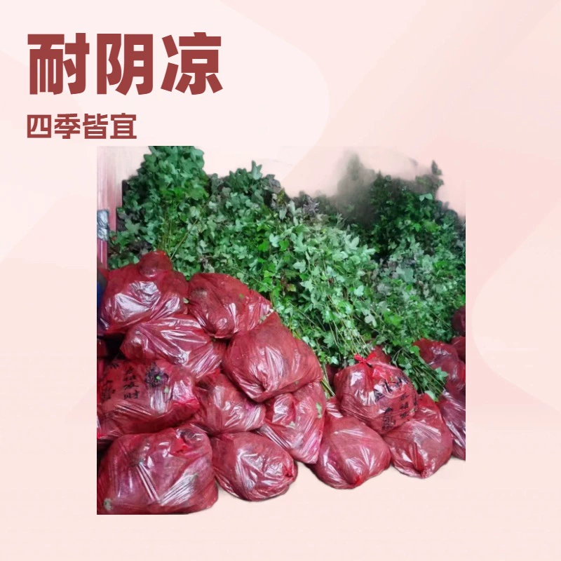 Саженцы Liquidambar в форме чашки Оптовая продажа Лесоводство Саженцы Liquidambar в форме чашки Liquidambar Tree с цветными листьями 1cm Производитель саженцев Liquidambar в форме чашки.