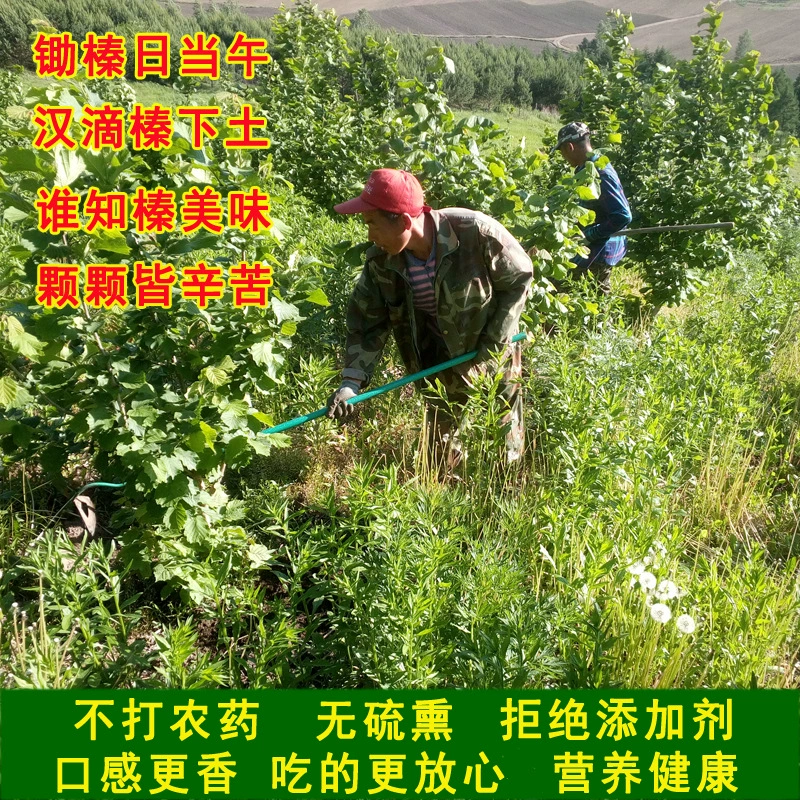 百世榛情 Northeast specialty new products without opening original flavor 500g dried fruit roasted nut wholesale jade pendant hazelnuts