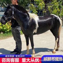 ���^��ͯ�T���R�r���O�ؙ�С���R ���w���R ����Z�B��С���R