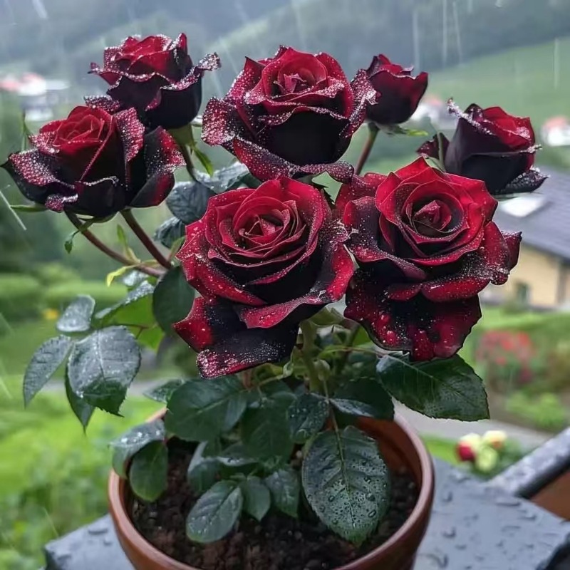 玫瑰花苗带花苞四季开花养易活盆栽月季卉耐寒绿植物鲜花庭院阳台