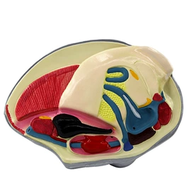 数理教学器材;教学演示用品;生物教学器材