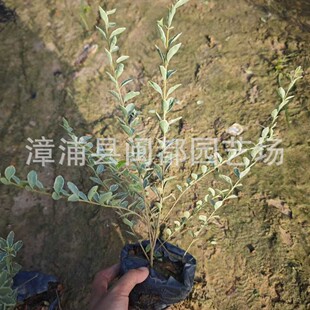 ���~Ůؑ �I�B���� ���30cm  �����x�� С�^�ʻ��G�h�� �F؛���l