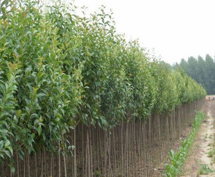 月桂樹圖片 海量高清月桂樹圖片大全 阿里巴巴