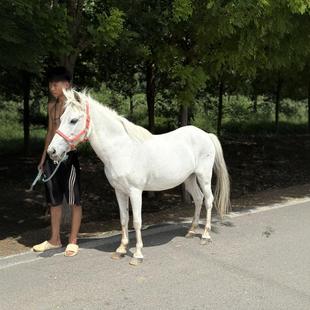 Ůʿ��ͯ�T�������R�����XһƥС�Ͱ��_�R�r������R���R�طN���w
