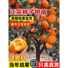 特大脆甜柿子树果苗嫁接柿树苗南方北方四季种植盆栽地栽庭院果树