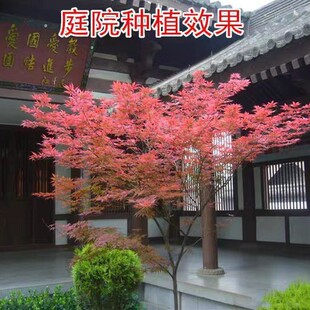 һ�����l�t��ͥԺ����e���L���������t���t�輧�uצ���ͺ�����