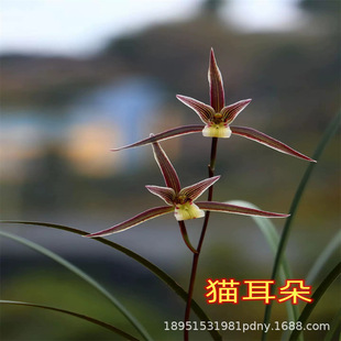 ؈�������Ǻ����Ę�m����ϡ�����F������ֲ�ﻨ������ȫ�҃Ⱥ��B