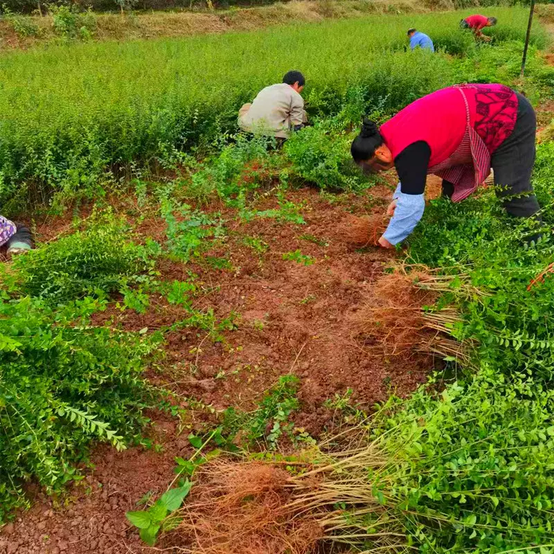 涪陵绿化苗小叶女贞苗批发绿化苗批发厂家供应 南方种植量大从优