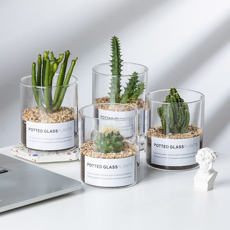 Simple High Borosilicate Transparent Glass Vase for Succulents, Hydroponics, Straight Tube Landscape Flower Pot, Cactus Gardening Bottle Wholesale