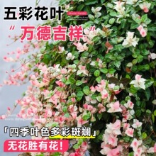 花叶络石四季五彩花卉吊篮盆栽黄金络石爬藤绿植阳台庭院垂吊植物