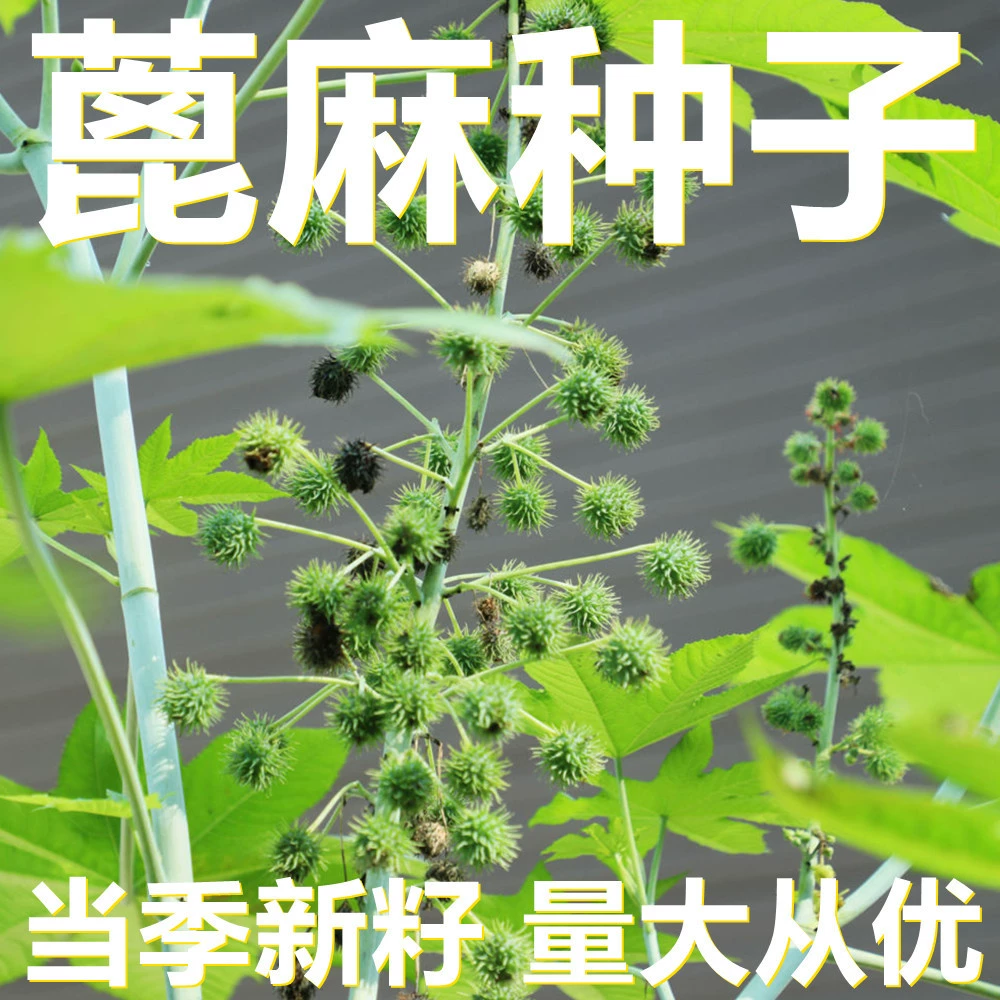 Касторовые семена 500г в мешках, оптом, прямые поставки с места происхождения, сезонные новые семена, семена садовых растений