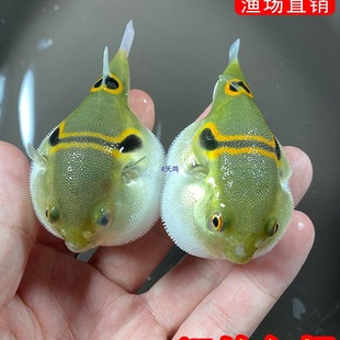 ���ߺ����^�p�~�䵭ˮ��ˮͧ���ﹷ�^С�~���ͻ���B�ɿ��������~