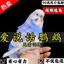 大头虎皮鹦鹉活鸟小鸟幼鸟会说话的鹦鹉手养小型观赏宠物活体活物
