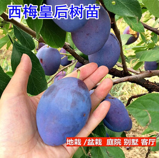 ��÷������ش����Ե��d����Y���Ϸ������Nֲ��÷���ӹ����玧��