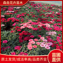 ����ܰС������ �ļ��_��ʯ�����҃��̨ͥԺ�������Կ���ܰ