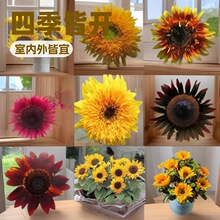 ���տ��N���^�pʳ�û����л��N�ѿ������Ϳ��������^�҃���������