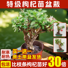 枸杞树苗幼儿园盆栽可食用枸杞叶苗煲汤阳台中药材种植苗四季菜苗