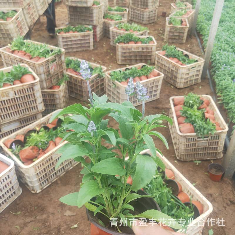 微信图片_202111101328072_1