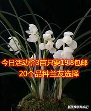 云南自然老种兰花苗 莲瓣兰名品【永怀素】浓香绿植花卉盆栽