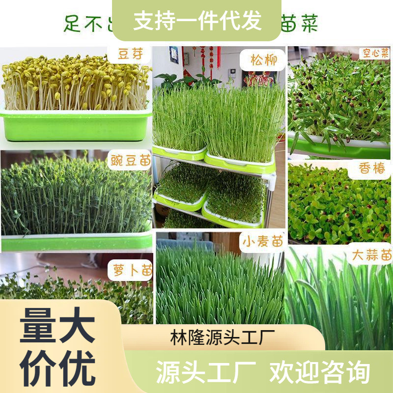 豆芽菜育苗盤芽苗菜小麥苗種植盤無土水培種蒜雙層加密豆苗盆托盤