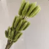 Avocado Green Rabbit Tail A bunch of about 60 pieces
