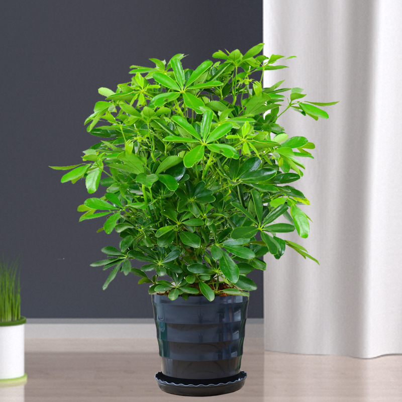 바팡라이카이 높이 40-50cm [검은실 화분] + 비료