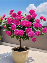 �췽ҹ�T�䘶�������ļ��¼�����󻨝����_�����������Ԙ������l