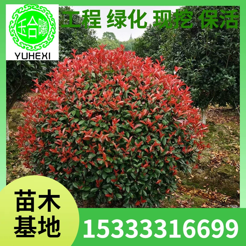 Проект ландшафтного дизайна внутреннего дворика с садовыми растениями: саженцы вечнозеленых растений, сферические высокие столбы из красного листового камня.