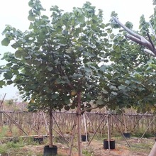 �S�Ș�ȫ�ڼ�ֵ��5-10���־G��������ľ�е����ľ���G