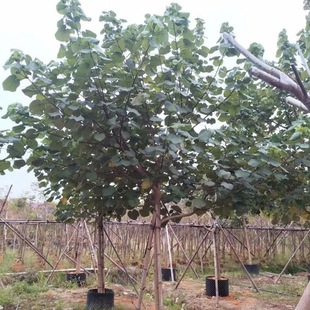 �S�Ș�ȫ�ڼ�ֵ��5-10���־G��������ľ�е����ľ���G