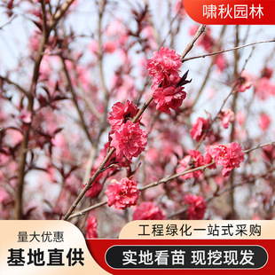 ���~�Ҙ���t�~�������~���һ�ͥԺ�^�p�е��L����G���绨��ֲ��