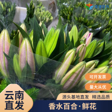 香水百合鲜花批发云南级直发百合花婚庆布置花材酒店大堂桌花新鲜