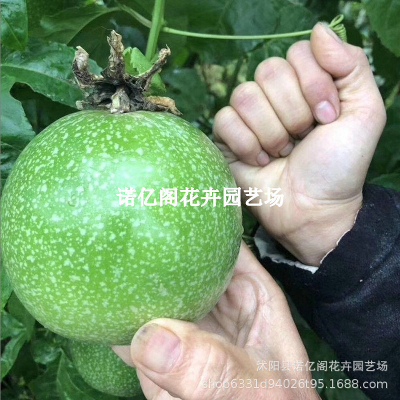 百香果苗新品台湾满天星百香果鸡蛋果苗爬藤植物阳台庭院盆栽树苗