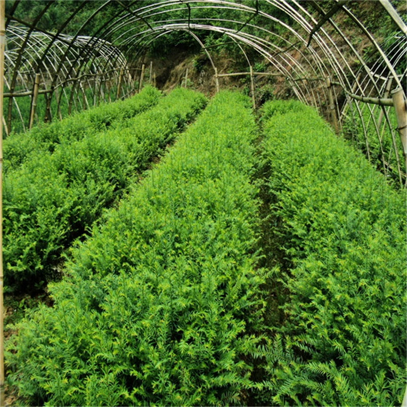 База прямых продаж Taxus chinensis var. Mairei саженцев экономической облесения саженцев Тис крытый балкон горшок посадки облесения саженцев