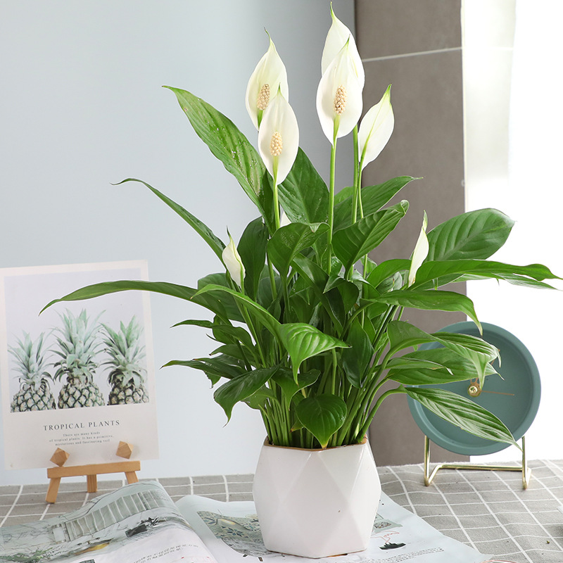 특급 부드러운 항해 흰색 팜 + 다이아몬드 모양의 세라믹 세면대