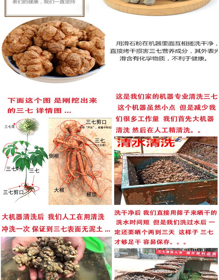 San Qi Notoginseng Root Tian Qi Dried Whole Roots Wenshan Panax notoginseng for Decoction and Powder in use