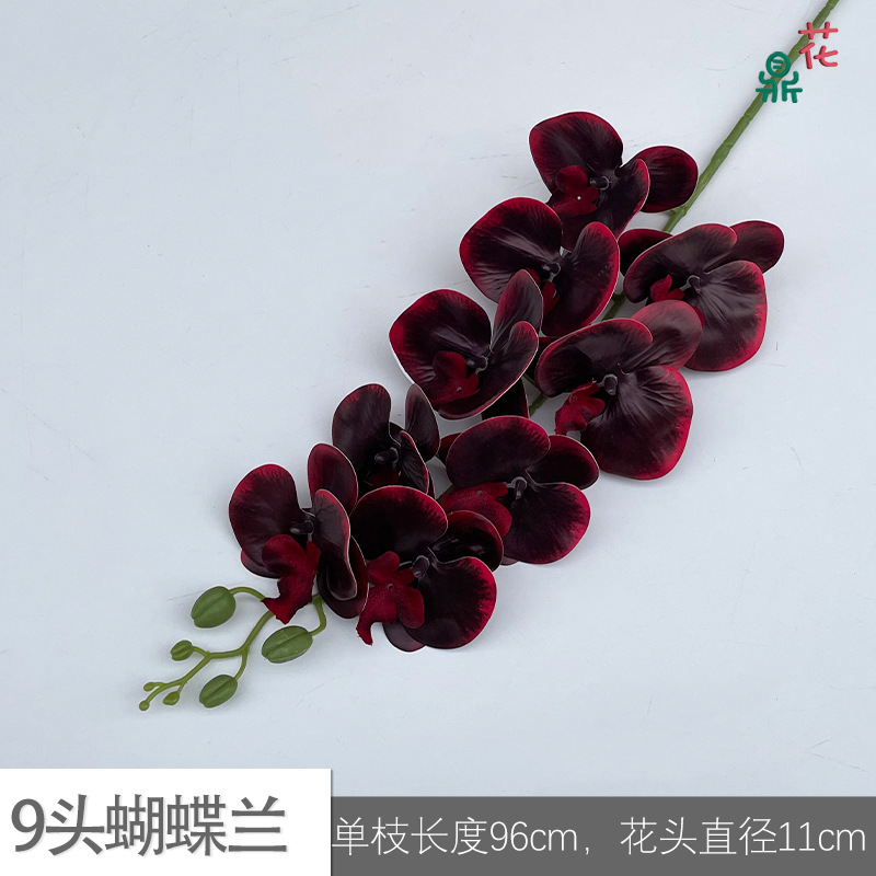 9 phalaenopsis GFG #55 버건디