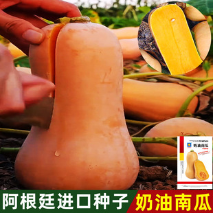 ���������ϹϷN��һ���ļ��Nֲ���＾��Ŵ�������Ϲ��Ϲ�Ʒ�N��ȫ