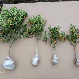 ��ۘ�������С����Ә����Ե����������ʳ���ļ�����������