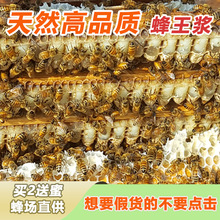 油菜浆批发蜂王浆天然新鲜蜂皇浆一斤春浆500g农家自产天然正宗
