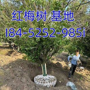 �t÷����t÷����4-15-2���ִּt÷�辰���ͼt÷����ֲ��t÷�r��