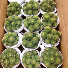 ��ڶ���ֲ��Ⱥ�����^�������z���k�����҃����ԽM�ϻ��ܷ�ݗ��