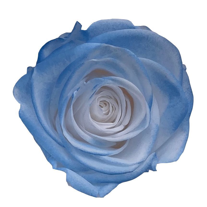 Grado una flor eterna pequeña fragancia Rosa fragancia serie de canciones Borde negro Rosa delineador de ojos flor seca floral caja de regalo de enseñanza ramo